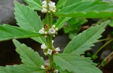 Northern Bugleweed (Lycopus Uniflorus)