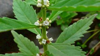 Northern Bugleweed (Lycopus Uniflorus)