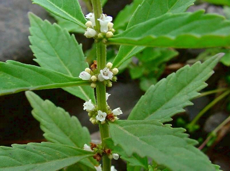 Northern Bugleweed (Lycopus Uniflorus)