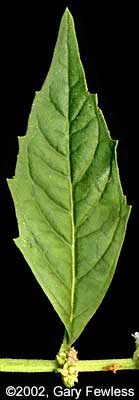 Northern Bugleweed Leaf
