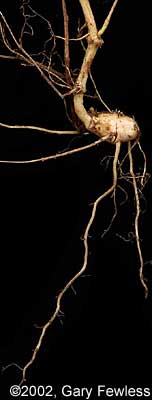 Northern Bugleweed Roots